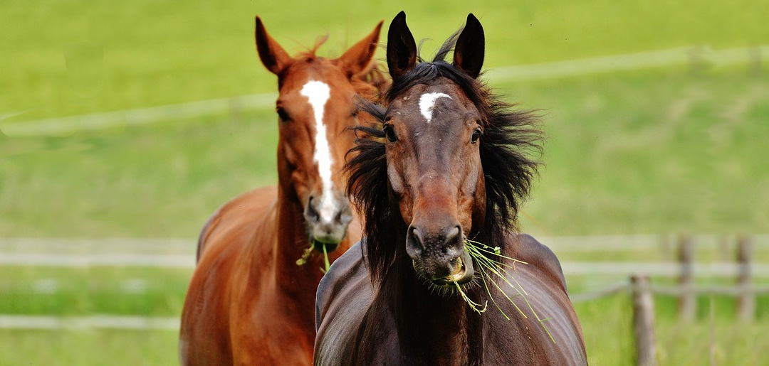 public workshops in natural horsemanship